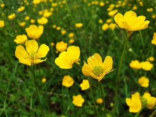 Yellow flowers of Ranunculus acris on green grass background on sunny day. - obrazy, fototapety, plakaty