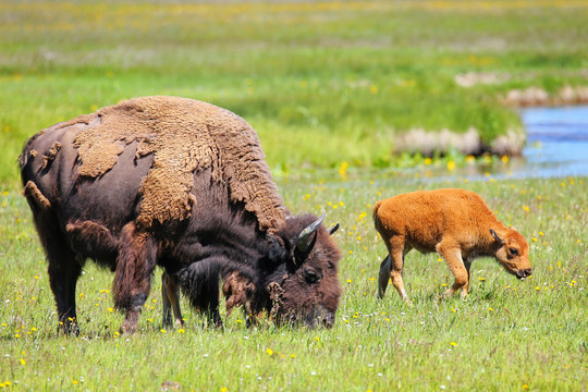 Female bison with a calf grazing in Yellowstone National Park, Wyoming