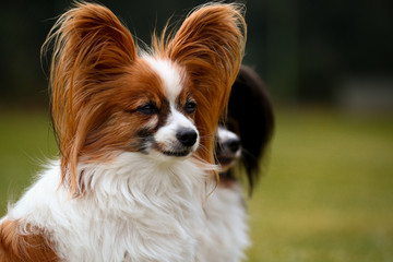 Zwei kleine Papillons Hunde