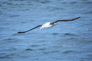Northern royal albatross in flight, Taiaroa Head, Otago Peninsula, New Zealand