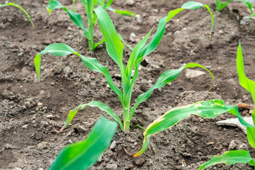 Small corn field agriculture. Green nature. Rural farm land