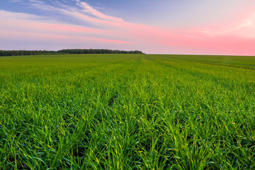 Green wheat field in spring and young shoots of wheat in the foreground © physyk