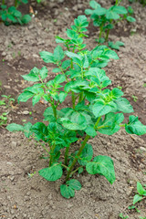 Young potato plants growing in the vegetable garden