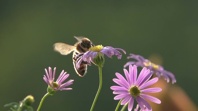 Bee, Fly on Purple Flowers