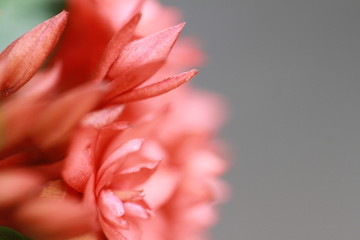Fototapeta premium The beautiful flowers