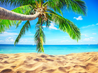 beach and coconut palm tree. Koh Tao, Thailand
