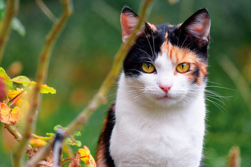 curious calico cat sitting outside. predator in the autumn garden - obrazy, fototapety, plakaty