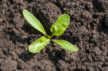 close up of young leaves of sugar beet at spring time