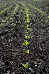 rows of young shoots of sugar beet at spring time