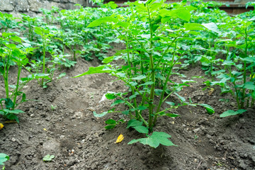 Young potato plants growing in the vegetable garden