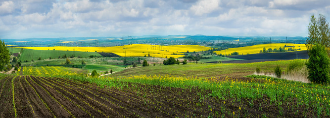 Agricultural fields in springtime, corn sprouts. Yellow fields of oilseed rape and green meadows