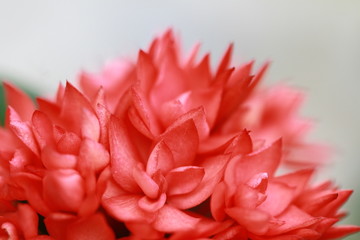 The beautiful flowers