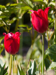 Naklejka premium close-up of two red tulips in the garden