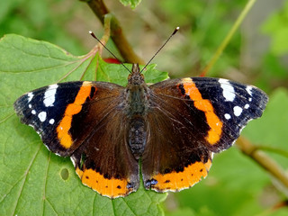 Bain de soleil d'un papillon