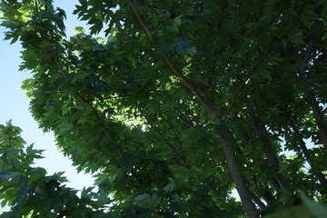 green leaves and sun