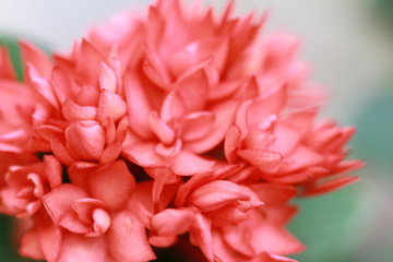 The beautiful flowers