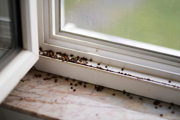 invasion ladybugs on window