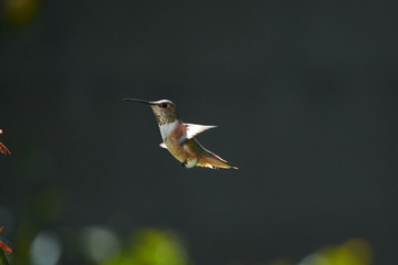 Hummingbird Green and Reddish Brown flying and feeding on Lucifer flowers.  Different wing positions and body positions.  Looking Camera Right and Left.