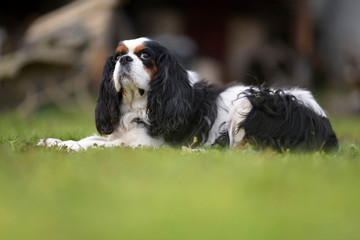 Cavalier King Charles Puppy On Grass