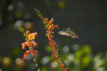 Hummingbird Green and Reddish Brown flying and feeding on Lucifer flowers.  Different wing positions and body positions.  Looking Camera Right and Left.