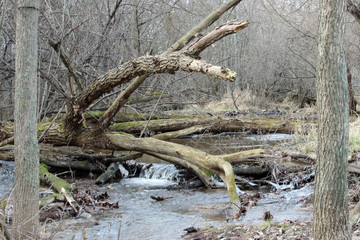 Little Waterfall in the Forest