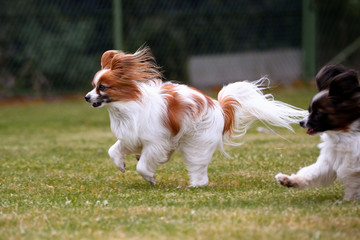 Zwei kleine Papillons Hunde