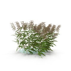 Photorealistic highly detailed 3d visualization of reed bushes. 3D render.