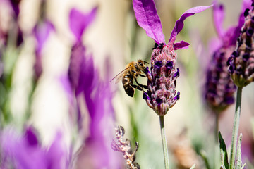 Biene an Lavendel sammelt Nektar, lila und gr&uuml;n im Sommer