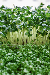 Microgreen of garden cress and daikon radish