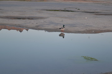 pato y su reflejo