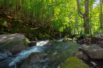 Obraz premium stream in the forest. beautiful nature background. peaceful scenery with water flow among rocks and beech trees in spring