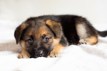 Cachorro de perro Pastor Alemán