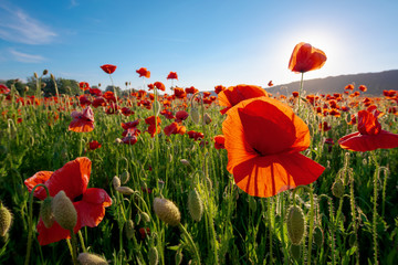 red poppy field landscape. beautiful landscape at sunset beneath a blue sky in spring. wonderful...