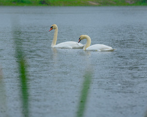 family, lovers, together, tenderness, symbol, togetherness, pair, nature, wildlife, forest, pond, love, lake, water, tranquil, swan, reflection, natural, day, white, beautiful, beauty, couple, wild, c