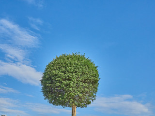 round tree