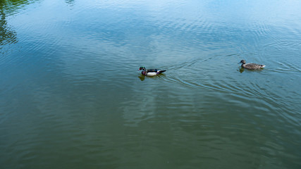 Floating wild ducks in the pond in Świerklaniec Park. Ready for entry