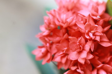 The beautiful flowers