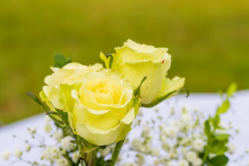 Yellow roses on table, with fresh rain drops