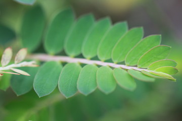 The texture and fresh leaf