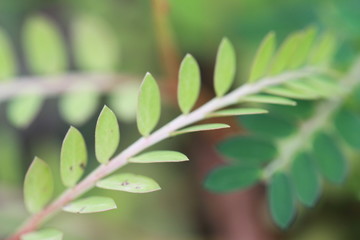 The texture and fresh leaf