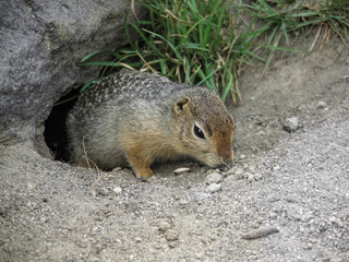 Ground-squirrel near his hole in Kamchatka