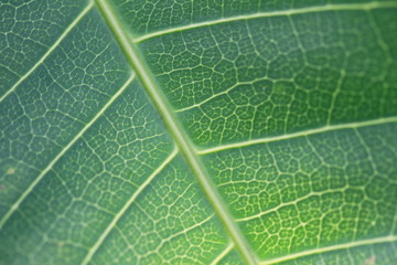 The texture and fresh leaf