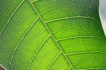 Obraz premium The texture and fresh leaf