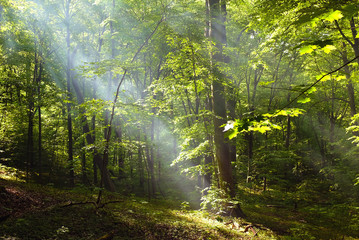 Beautiful forest landscape in deciduous forest with sunbeams