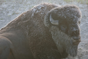 Male bison lying on the ground on a frosty morning, Yellowstone National Park, Wyoming © donyanedomam
