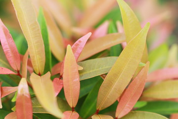 Obraz premium The texture and fresh leaf