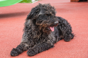 Beautiful homeless black dog in public park