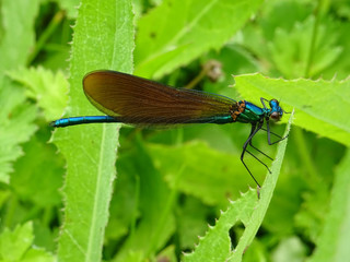 Libellule bleue