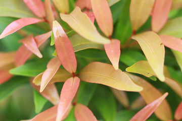 Obraz premium The texture and fresh leaf