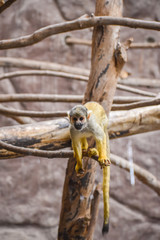 Obraz premium Monkey on a branch